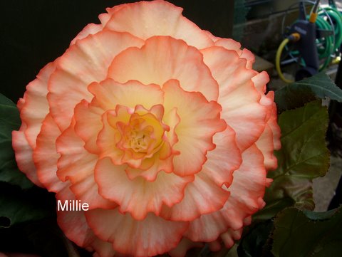 B. ‘Millie’